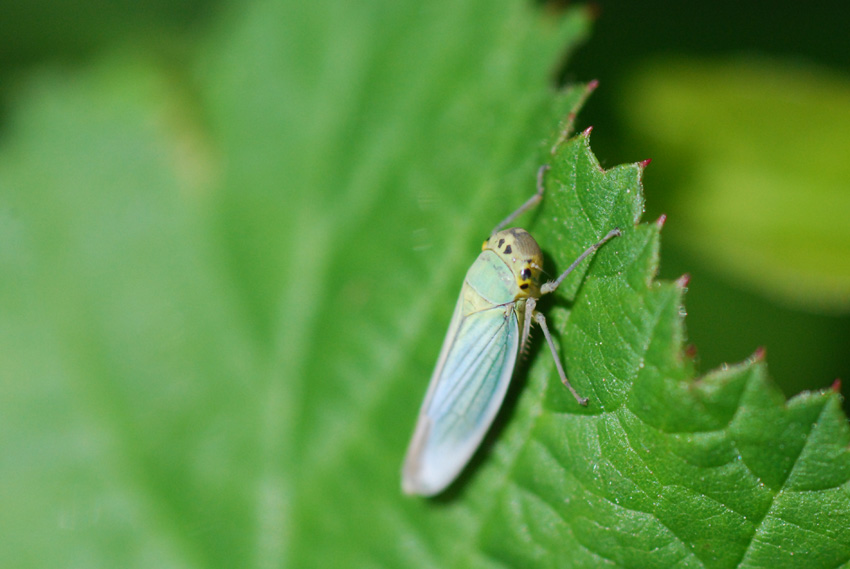 cicadella viridis....dall''Emilia Romagna